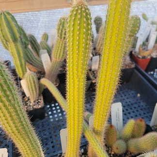 Cleistocactus buchtienii (MN 611)