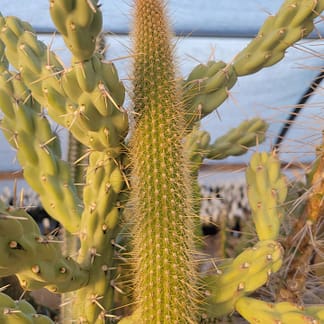 Cleistocactus cf. buchtienii