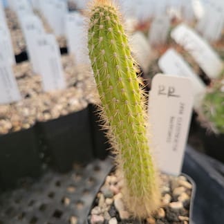 Cleistocactus buchtienii (decumbent form)