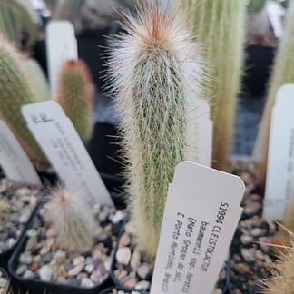 Cleistocactus jujuyensis (TB 716.4)