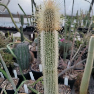 Cleistocactus hyalacanthus