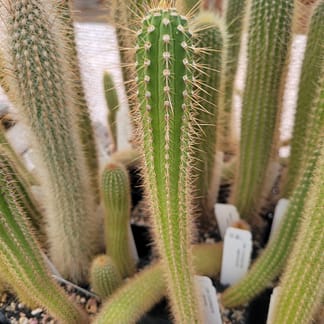 Cleistocactus laniceps