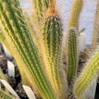 Cleistocactus tominensis ssp. micropetalus (MN 529)