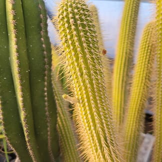 Cleistocactus tominensis ssp. micropetalus