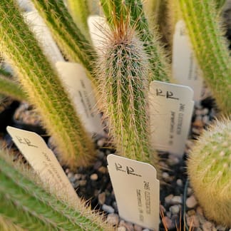Cleistocactus parapetiensis (MN 782)