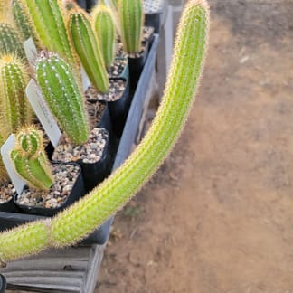 Cleistocactus cf. smaragdiflorus f. rojoi (ROS 798.2)