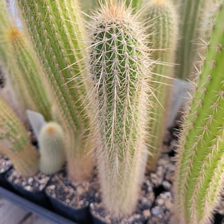 Cleistocactus sp. (RH 5044)