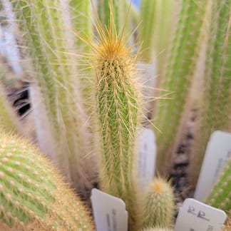Cleistocactus smaragdiflorus