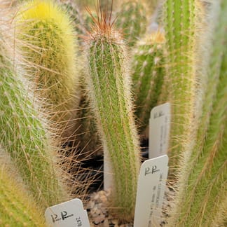 Cleistocactus sp. nova (with locality?)