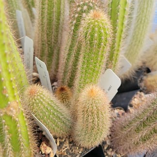 Cleistocactus sp.
