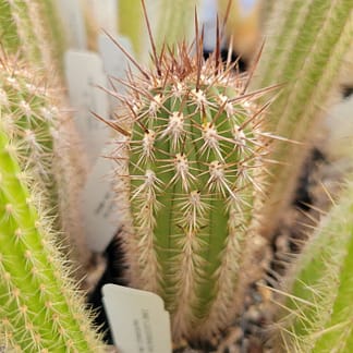 Weberbauerocereus torataensis (RH 4902a)