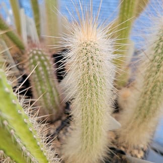 Cleistocactus cf. hyalacanthus ssp. tarijensis (LK 53/14)