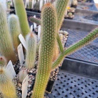 Cleistocactus sp.
