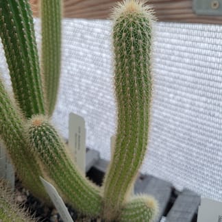 Cleistocactus sp.