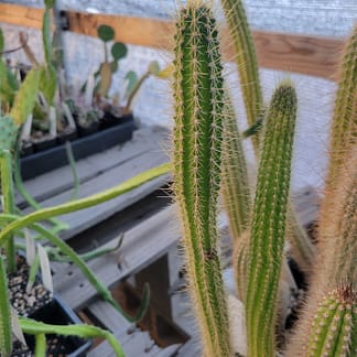 Cleistocactus sp.