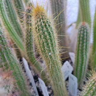 Cleistocactus smaragdiflorus