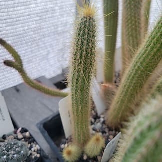 Cleistocactus smaragdiflorus