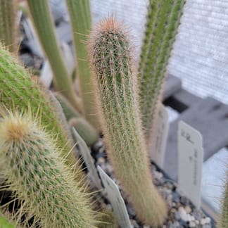 Cleistocactus sp.