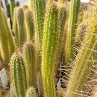 Cleistocactus viridiflorus (LM 441.01)