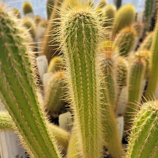 Cleistocactus x villamontesii