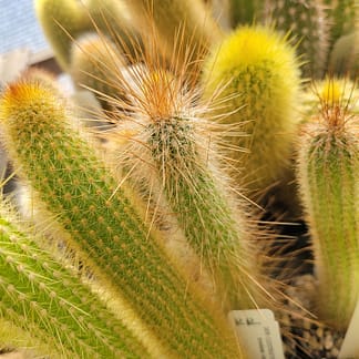 Cleistocactus tupizensis (HV/B 0112)