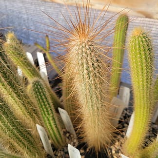 Cleistocactus tupizensis (LK 28/14)