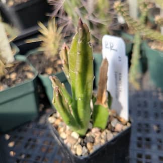 Stapelia leendertziae