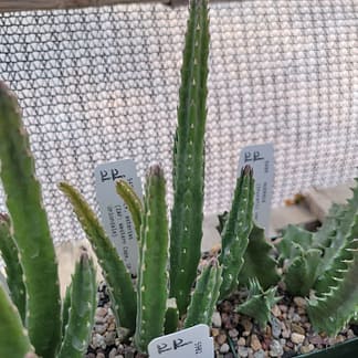 Stapelia cf. asterias (with locality)