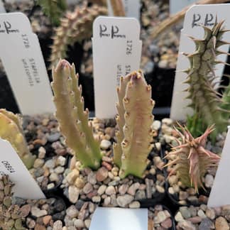 Stapelia unicornis