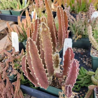 Stapelia gigantea