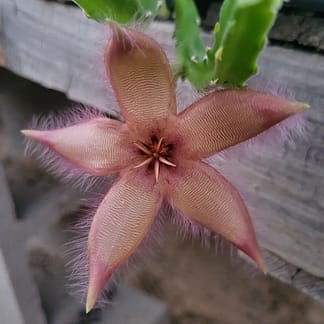 Stapelia sp.