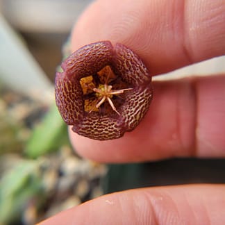 Stapelia engleriana
