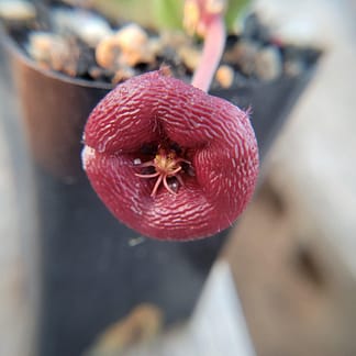 Stapelia engleriana x asterias (PVB 3709)