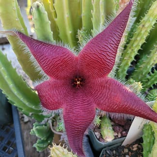 Stapelia grandiflora