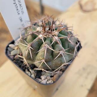 Discocactus pachythele (with locality)