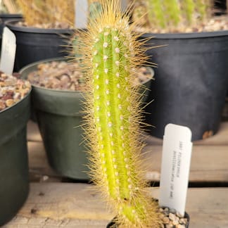 Pilosocereus pusillibaccatus (GO 648) (see description)
