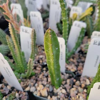 Stapelia hirsuta var. tsomoensis