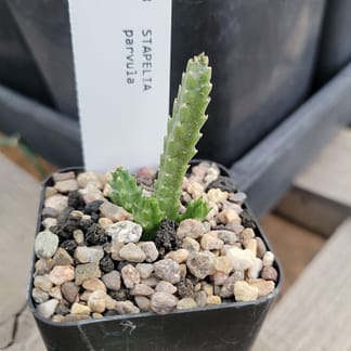 Stapelia parvula