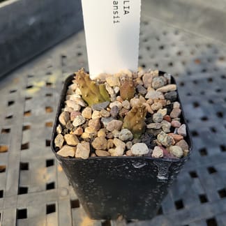 Duvalia pillansii