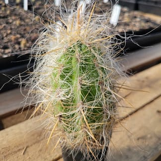 Oreocereus celsianus
