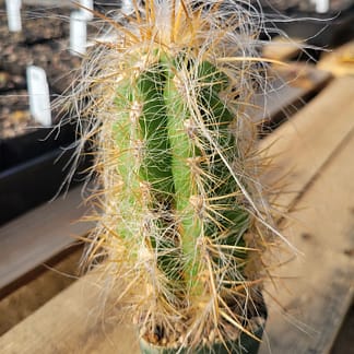 Oreocereus celsianus (see description)