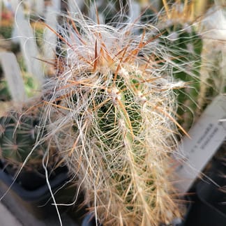 Oreocereus cf. celsianus