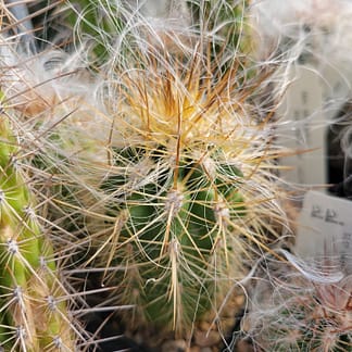 Oreocereus cf. celsianus