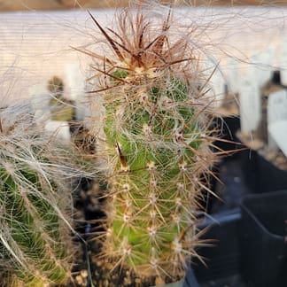Oreocereus sp.