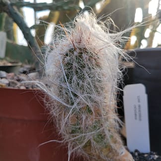 Oreocereus celsianus (see description)