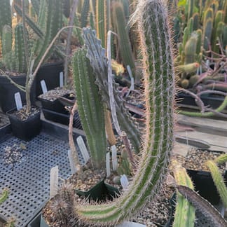 Oreocereus doelzianus (MSN 73)