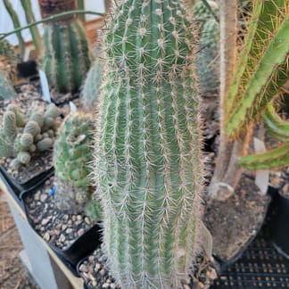 Oreocereus hempelianus (KK 1203)