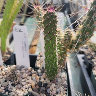 Consolea corallicola (with locality?) (fragile) (see description)