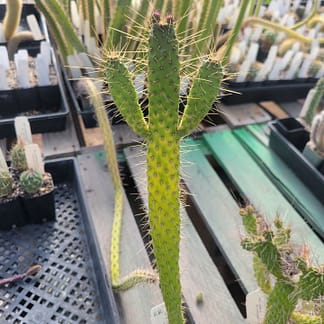 Consolea corallicola (with locality?) (fragile) (see description)