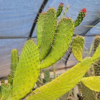 Consolea corallicola (with locality?) (see description)